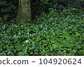 多庫達米花盛開的森林裡 104920624