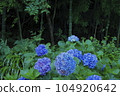 繡球花盛開的森林 104920642