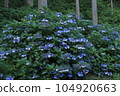 繡球花盛開的山坡 104920663