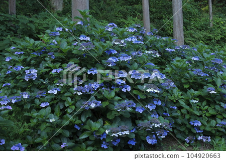 Hydrangea blooming mountain slope 104920663