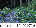 森林背景的柔和彩色繡球花 104920719