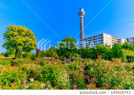 Kanagawa Prefecture Yokohama City Spring Yamashita Park Rose Garden and Marine Tower Kanagawa Prefecture Yokohama City Spring Yamashita Park Rose Garden and Marine Tower 104920741