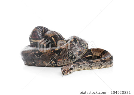 Brown boa constrictor on white background. Exotic snake 104920821