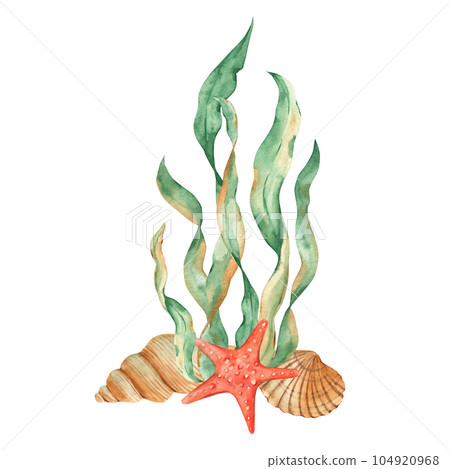 Underwater composition of seaweeds, red starfish and seashells. Watercolor illustration. For cards, posters, menu, marine beach design. 104920968