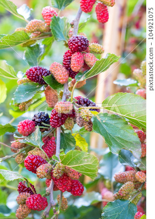 桑果 桑果 104921075