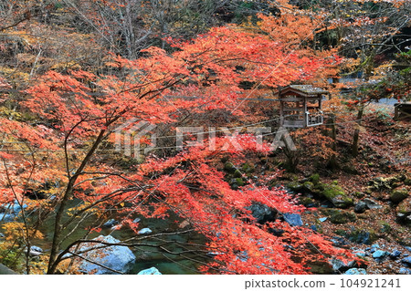 [Tokushima Prefecture] Double Kazura Bridge with autumn leaves in the early morning (Okuiya) 104921241
