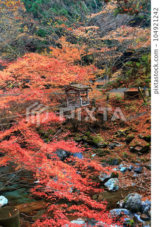 [Tokushima Prefecture] Double Kazura Bridge with autumn leaves in the early morning (Okuiya) 104921242