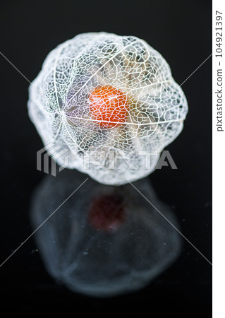 Watermark physalis that shines on a black background. The reflection is also beautiful. Watermark physalis that shines on a black background. The reflection is also beautiful. 104921397