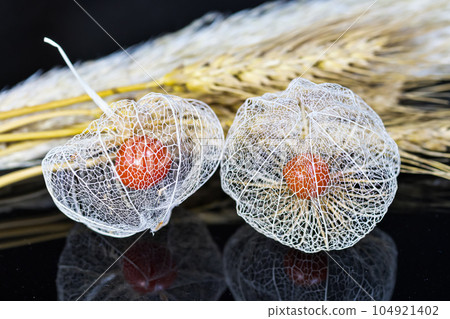 Watermark physalis that shines on a black background. The reflection is also beautiful. 104921402