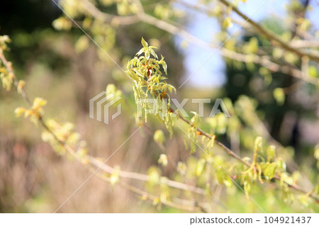 Konara Flower Bud Refreshing 104921437