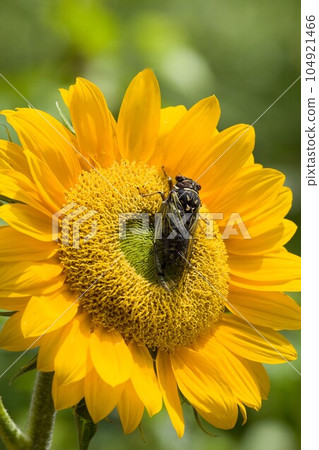 Coezo Seminar on Sunflowers at Tateshina Highlands 104921466