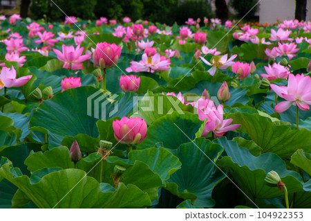 Takada Park 104922353