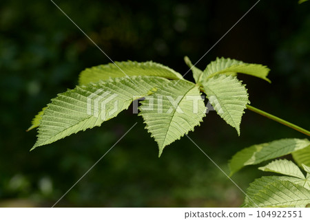 Young leaves of Tinon Young leaves of Tinon 104922551