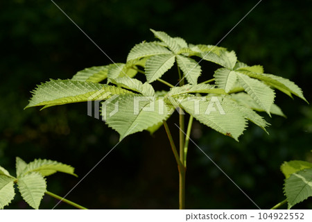 Young leaves of Tinon 104922552