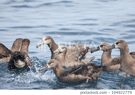 Black-footed Albatross 104922779