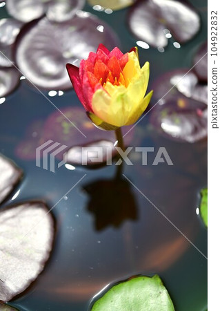 Tropical water lily just before flowering Wanvisa Tropical water lily just before flowering Wanvisa 104922832