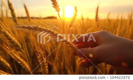 Wheat ears in the hand of a farmer on the background of the setting sun. Person examining grown and dry perfect wheat ears in the field at sunset, closeup of hands. Agriculture concept. 104922878