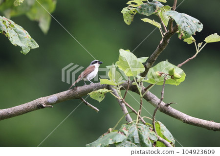 虎紋伯勞 104923609