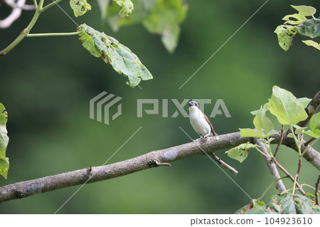 Chigomos Chigomos 104923610