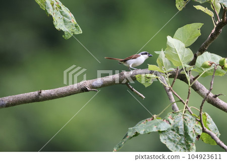 Chigomos Chigomos 104923611