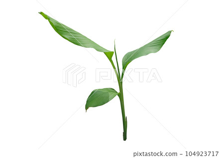 Curcuma mangga Valeton Zijp 104923717