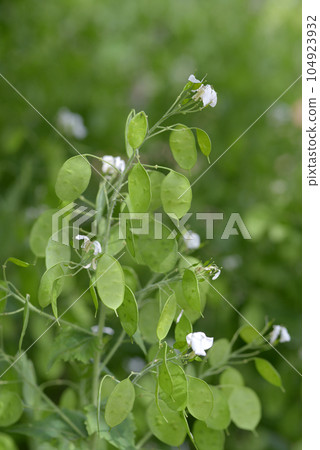 櫻草花 櫻草花 104923932