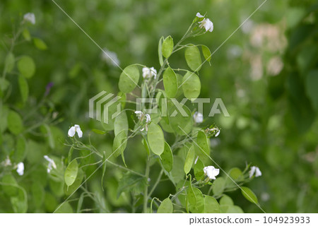 櫻草花 櫻草花 104923933