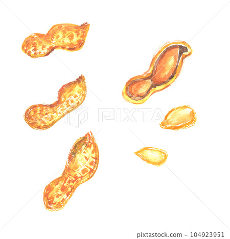 Illustration of peanuts painted by watercolor Illustration of peanuts painted by watercolor 104923951