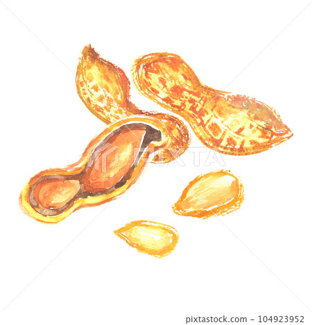Illustration of peanuts painted by watercolor Illustration of peanuts painted by watercolor 104923952