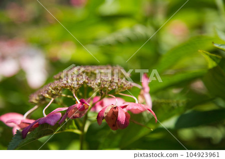 A decaying hydrangea A decaying hydrangea 104923961