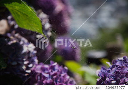 腐爛的繡球花 104923977