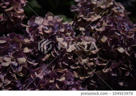 腐爛的繡球花 104923979