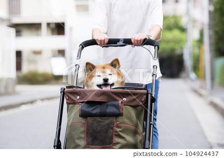 Dog walking on a pet cart Dog walking on a pet cart 104924437