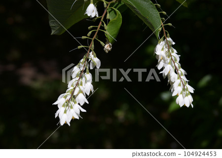 玉鈴花 玉鈴花 104924453