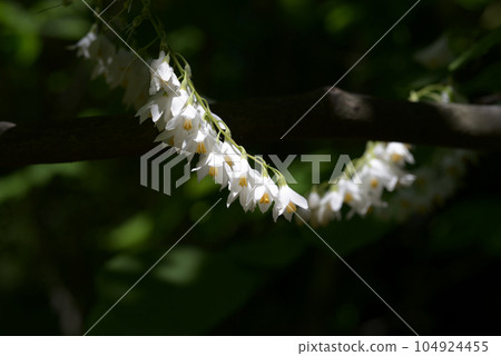 玉鈴花 玉鈴花 104924455