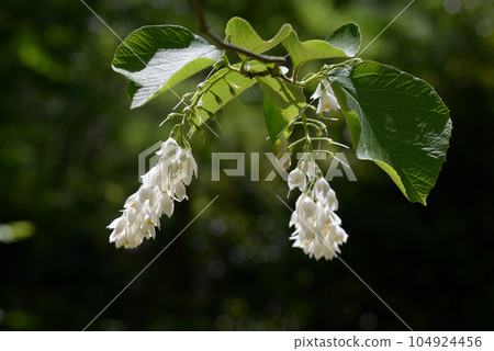 玉鈴花 玉鈴花 104924456