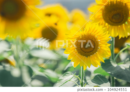 【夏季素材】晴好時盛開的向日葵田 104924551
