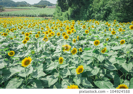 [Summer material] Sunflower field in full bloom under fine weather 104924588