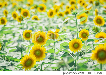 【夏季素材】晴好時盛開的向日葵田 104924589