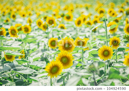【夏季素材】晴好時盛開的向日葵田 104924590