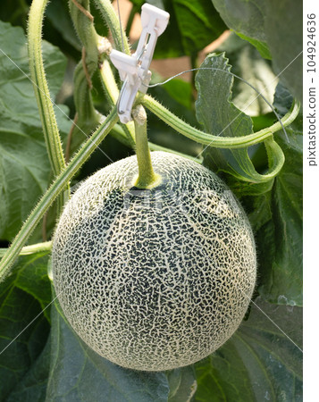 greenhouse cultivation of melons greenhouse cultivation of melons 104924636
