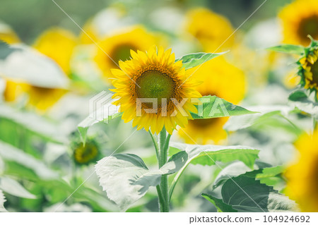 [Summer material] Sunflower field in full bloom under fine weather 104924692