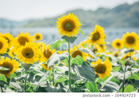 【夏季素材】晴好時盛開的向日葵田 【夏季素材】晴好時盛開的向日葵田 104924723