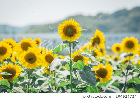 【夏季素材】晴好時盛開的向日葵田 104924724