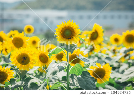 【夏季素材】晴好時盛開的向日葵田 104924725