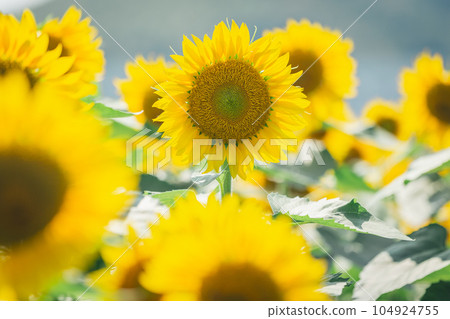 [Summer material] Sunflower field in full bloom under fine weather 104924755