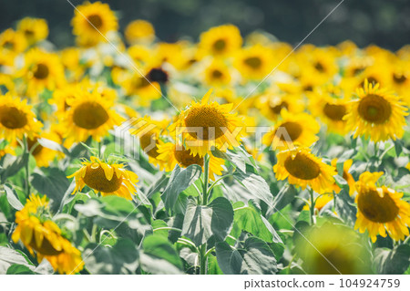 [Summer material] Sunflower field in full bloom under fine weather 104924759