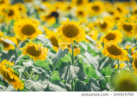 [Summer material] Sunflower field in full bloom under fine weather 104924760