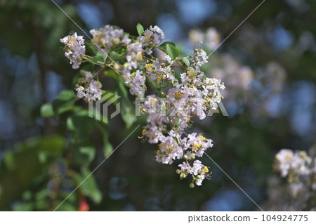 Shimous salad berry flower 104924775