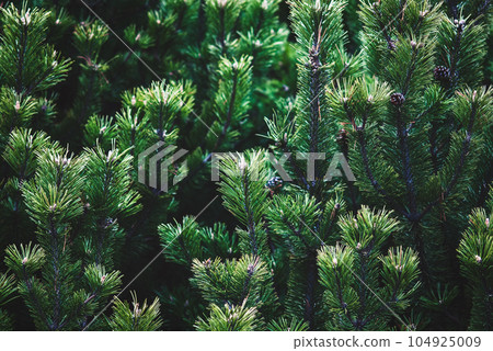 Shrub mountain pine tree - Pinus mugo, closeup 104925009